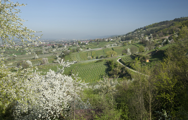 Bergstraße | © Dorothea Burkhardt, Medienzentrum Heidelberg