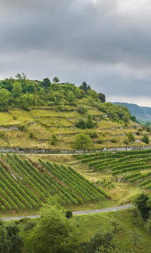 Terrassierter Weinberg am Geigersberg bei Ochsenbach