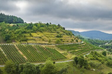 Terrassierter Weinberg am Geigersberg bei Ochsenbach