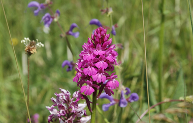 Orchideenblüte im Naturschutzgebiet Essigberg/Hörnle | Roigheim | HeilbronnerLand | © Touristikgemeinschaft HeilbronnerLand