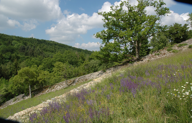 Naturschutzgebiet Essigberg/Hörnle | Roigheim | HeilbronnerLand | © Touristikgemeinschaft HeilbronnerLand