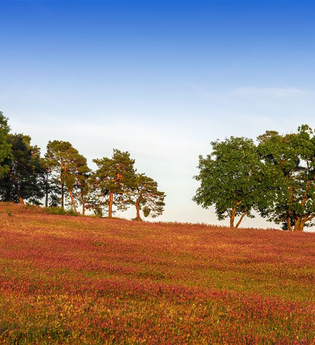 Naturschutzgebiet Oftersheimer Dünen | © Stadt Schwetzingen