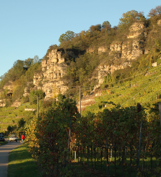 Terrassenweinberge bei Lauffen am Neckar | HeilbronnerLand | © Touristikgemeinschaft HeilbronnerLand e.V.