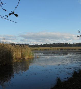 Naturschutzgebiet Roßweiher | © Stadt Maulbronn
