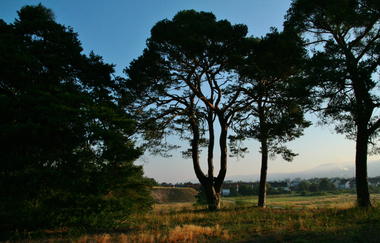 Naturschutzgebiet Sandhausener Dünen | © Landratsamt Rhein-Neckar-Kreis
