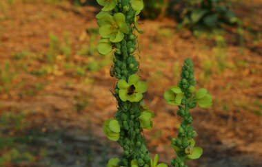 Naturschutzgebiet Sandhausener Dünen | © Landratsamt Rhein-Neckar-Kreis