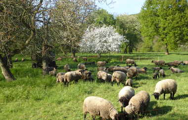 Nußlocher Schafhof | © Beate Otto