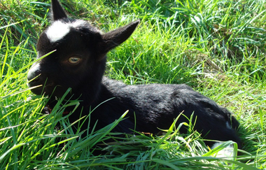 Nußlocher Ziegenkäsehof | © Nußlocher Ziegenkäsehof