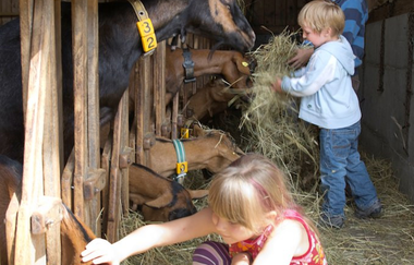 Nußlocher Ziegenkäsehof | © Dorothea Burkhardt
