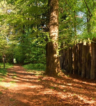 Limes Palisade bei Walldürn | © Stadt Walldürn