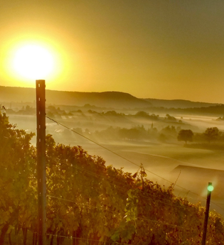 Sonnenuntergang in den Weinbergen bei Pfedelbach-Windischenbach | © Touristikgemeinschaft Hohenlohe | Roland Dietz