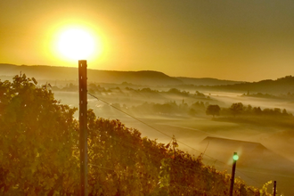 Sonnenuntergang in den Weinbergen bei Pfedelbach-Windischenbach | © Touristikgemeinschaft Hohenlohe | Roland Dietz