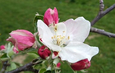 Blühender Streuobstzweig | © Touristikgemeinschaft Hohenlohe | Roland Dietz
