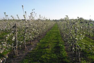 Obstbau Hauck in Edingen-Neckarhausen | © Obstbau Hauck Edingen-Neckarhausen