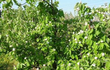 Obstbau Hauck in Edingen-Neckarhausen | © Obstbau Hauck Edingen-Neckarhausen