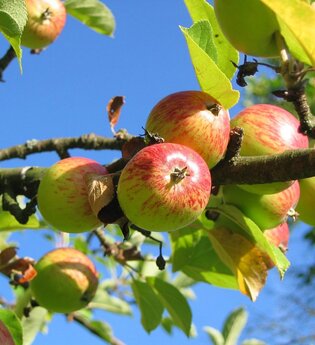 Äpfel an einem Baum | © Pixabay