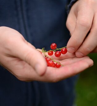 Hofladen | Johannisbeeren | © Neckar-Zaber-Tourismus e.V.
