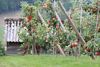 Obsthof und Baumschule Behringer GbR | © Liebliches Taubertal