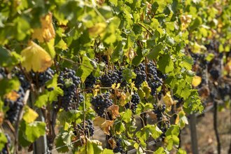Ökologisches Weingut Schäfer-Heinrich