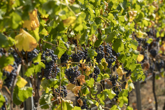 Ökologisches Weingut Schäfer-Heinrich