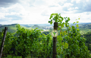 Ökologisches Weingut Schäfer-Heinrich | © © Weingut Schäfer-Heinrich