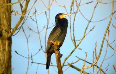 Kormoran ORNI Schule Zaberfeld | © ORNI Schule e.V. Ralf Gramlich