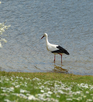 Weissstorch an der Ehmetsklinge Zaberfeld | © Naturpark Stromberg-Heuchelberg