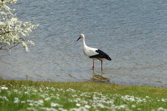 Weissstorch an der Ehmetsklinge Zaberfeld | © Naturpark Stromberg-Heuchelberg