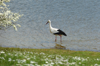 Weissstorch an der Ehmetsklinge Zaberfeld | © Naturpark Stromberg-Heuchelberg