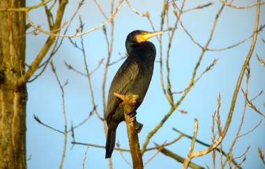 Kormoran ORNI Schule Zaberfeld | © ORNI Schule e.V. Ralf Gramlich