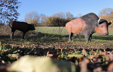 OX-BoW Bogenschießen | Jagsthausen | HeilbronnerLand | © OX-BoW Bogenschießen
