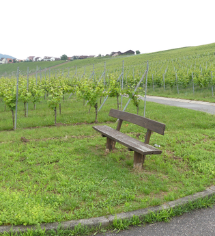Panoramaaussicht im "Genuss"-Weinberg | © Stadt Sachsenheim