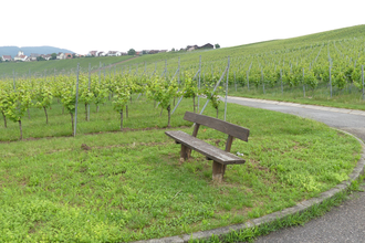 Panoramaaussicht im "Genuss"-Weinberg | © Stadt Sachsenheim