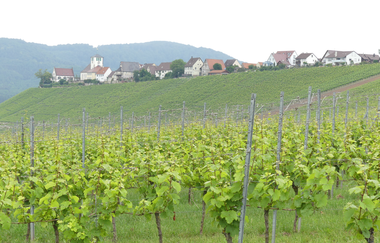 Panoramaaussicht im "Genuss"-Weinberg | © Stadt Sachsenheim