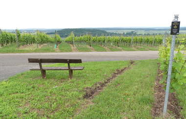 Panoramaaussicht im "Genuss"-Weinberg | © Stadt Sachsenheim