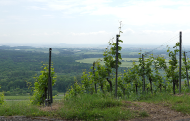 Panoramablick am Schönenberg | © Stadt Sachsenheim