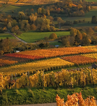 Schöne Aussicht von den Weinreben des Weinausschanks Weingut Holzapfel | Neckarsulm | HeilbronnerLand | © Weinausschank Weingut Holzapfel