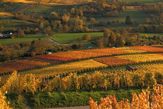 Schöne Aussicht von den Weinreben des Weinausschanks Weingut Holzapfel | Neckarsulm | HeilbronnerLand | © Weinausschank Weingut Holzapfel