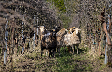 Wildwuchs | Weingut Wolf-Link | Brackenheim-Hausen | © Neckar-Zaber-Tourismus e.V.