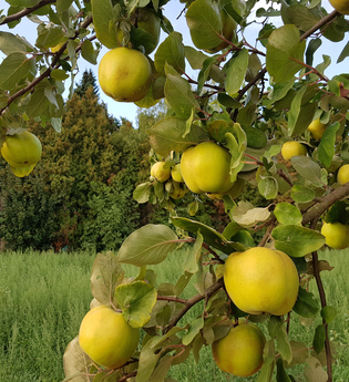Quittenprojekt Bergstraße | © Quittenprojekt Bergstraße