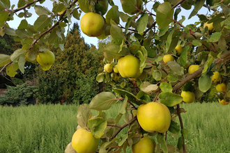 Quittenprojekt Bergstraße | © Quittenprojekt Bergstraße