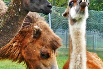 Rauch-Zoo | © Stadt Freudenberg
