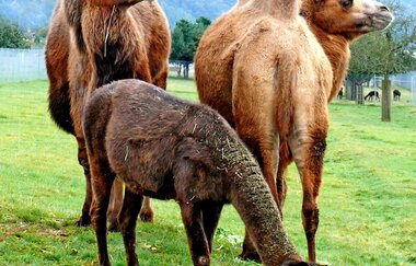 Rauch-Zoo | © Stadt Freudenberg