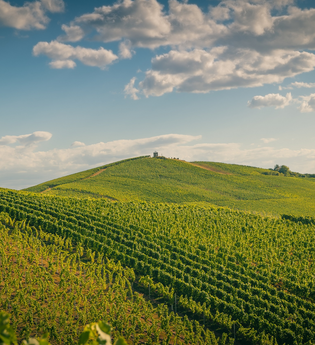 Weinberglandschaft rund um Flein | © Touristikgemeinschaft HeilbronnerLand e.V.