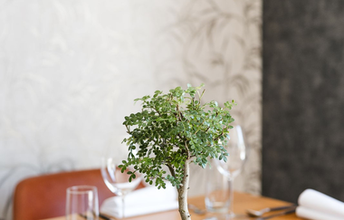 Ein Bonsai steht auf einem Tisch | © Touristikgemeinschaft  Hohenlohe e. V. | Wald & Schlosshotel Friedrichsruhe