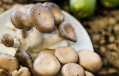 In einer Schüssel liegen Pilze | © Touristikgemeinschaft  Hohenlohe e. V. | Wald & Schlosshotel Friedrichsruhe