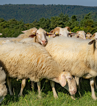 Schafe | © Hohenlohe + Schwäbisch Hall Tourismus e. V.