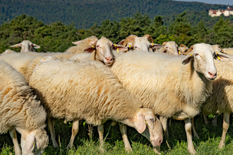 Schafe | © Hohenlohe + Schwäbisch Hall Tourismus e. V.