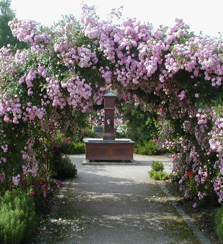 Rosengarten | © Stadt Oberderdingen