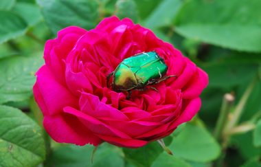 Rosenhof Taubertal | © Liebliches Taubertal